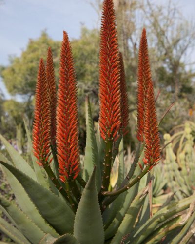 Aloe Christian Foundation 2